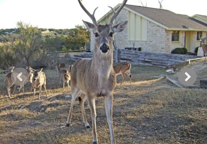NOV 20-27~The Shores at Lake Travis Resort~2 BR VILLAS, TEXAS