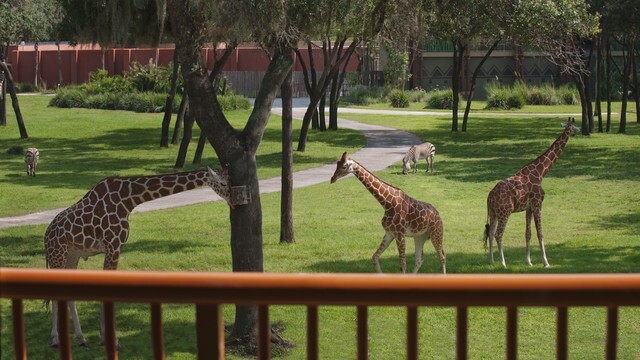 Disney Animal Kingdom Villas Kidani Village SAVANNA VIEW 5 NIGHTS 1 BR ANY YEAR