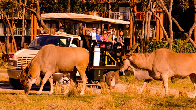 Disney Animal Kingdom Villas Kidani Village Hotel ANY 4 Nights ANY YEAR 2 BR