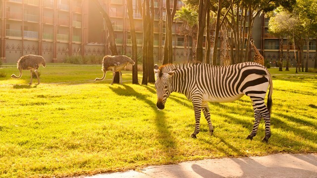 Disney’s Animal Kingdom Villas Jambo House Hotel ANY 2 Nights ANY YEAR STUDIO