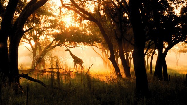 Disney Animal Kingdom Villas Jambo House Hotel ANY 3 Nights ANY YEAR STUDIO