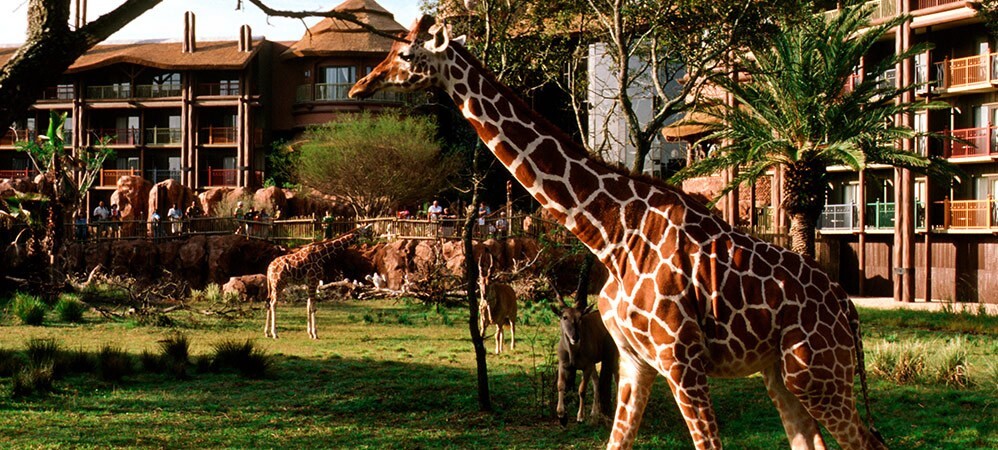 Disney Animal Kingdom Villas Jambo House Hotel ANY 6 Nights ANY YEAR 1 BR point